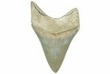 Serrated, ” Fossil Megalodon Tooth - Aurora, North Carolina #311824-1